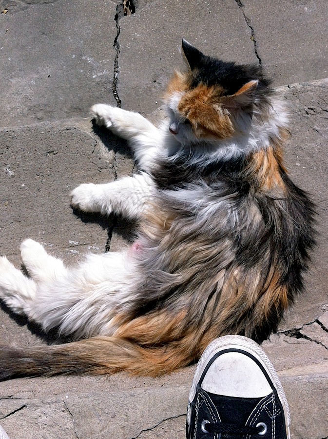 Loulou sunbathing, one of the many courtyard cats of the IFP